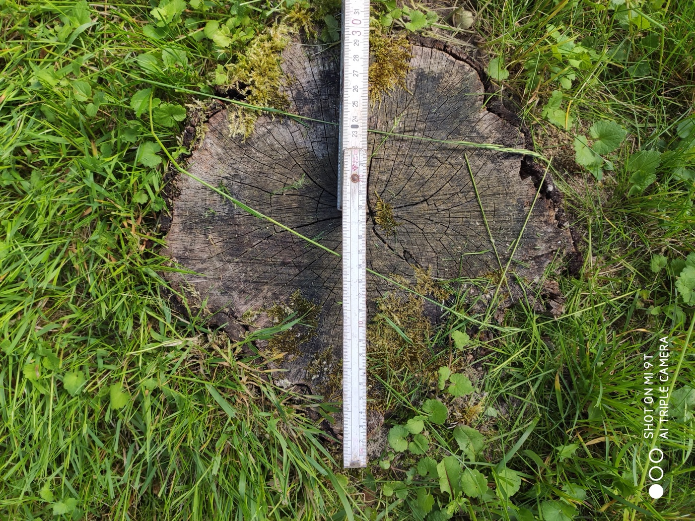 Stubben gefräst — Foto 10