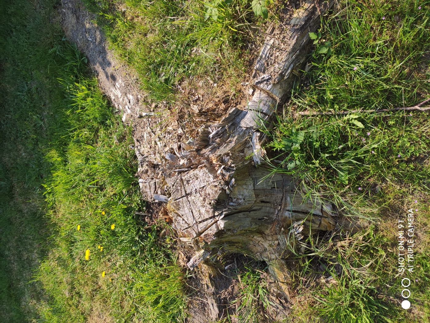 Stubben gefräst — Foto 17